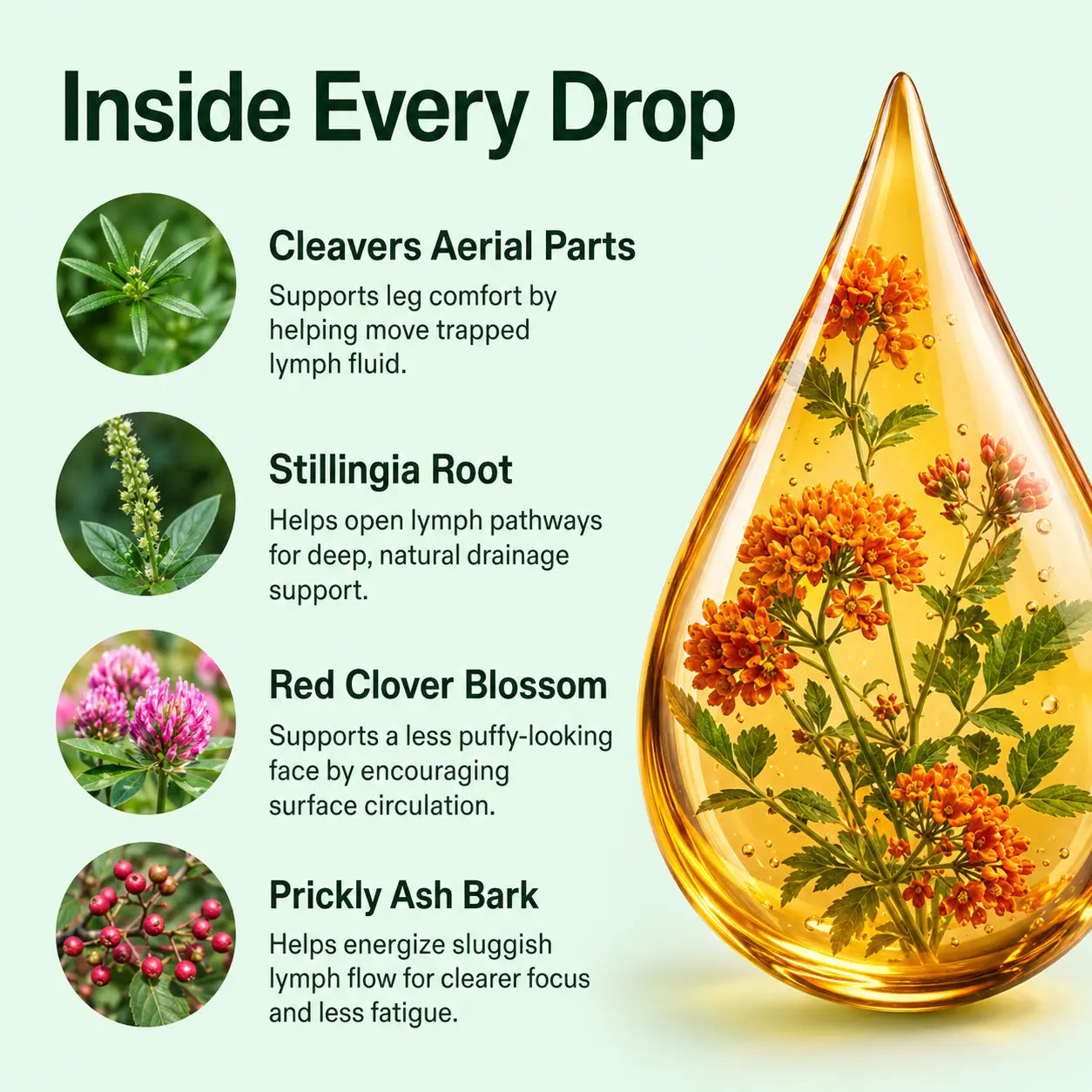 Lymphatic Drainage Wellness Drops
