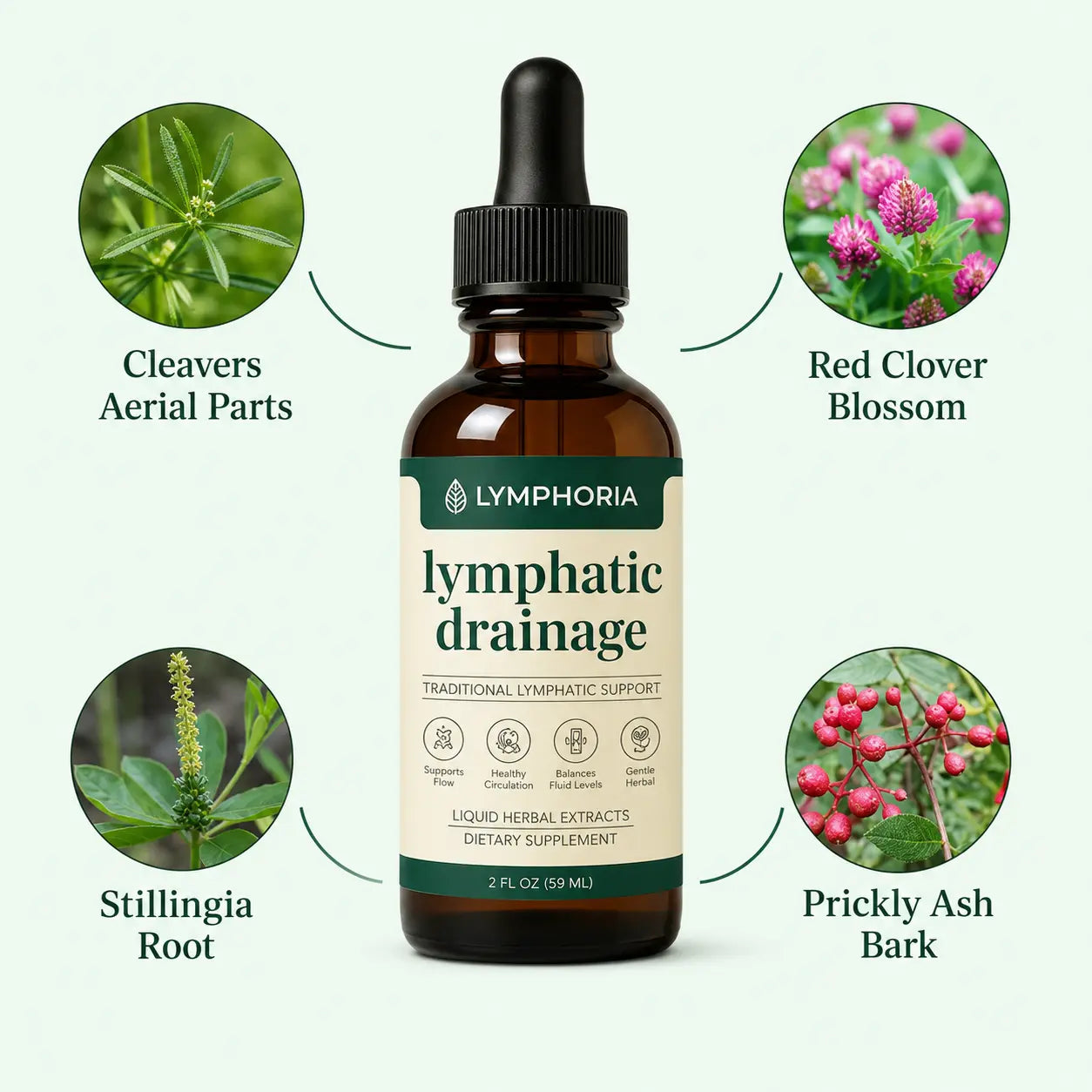 Support lymphatic flow, fluid balance, and everyday wellness with herbal drops.